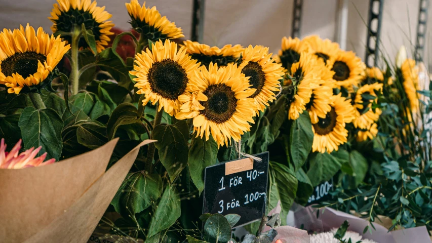 sunflowers and other plant life for sale on display