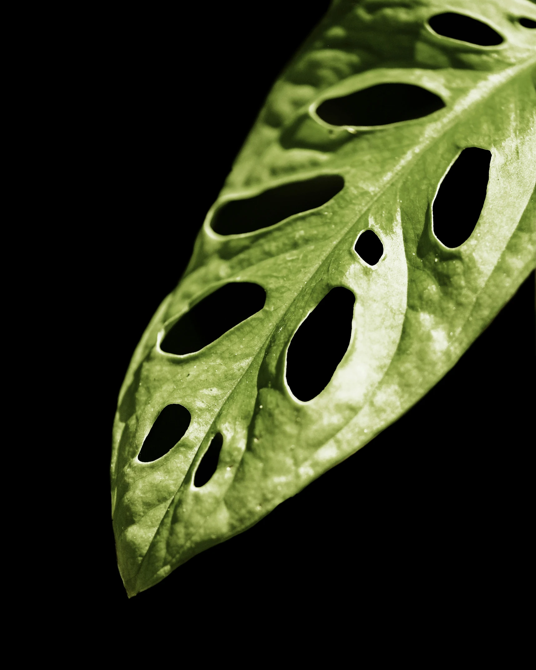 a single large green leaf on a black background