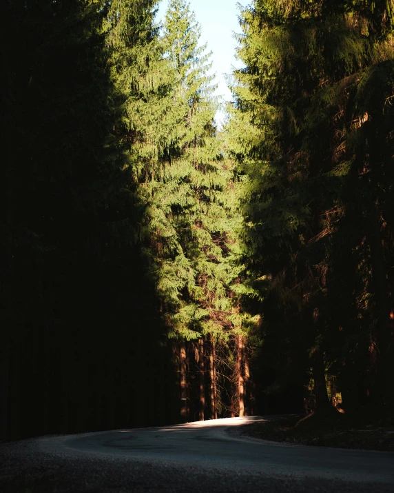 an empty country road near some tall trees