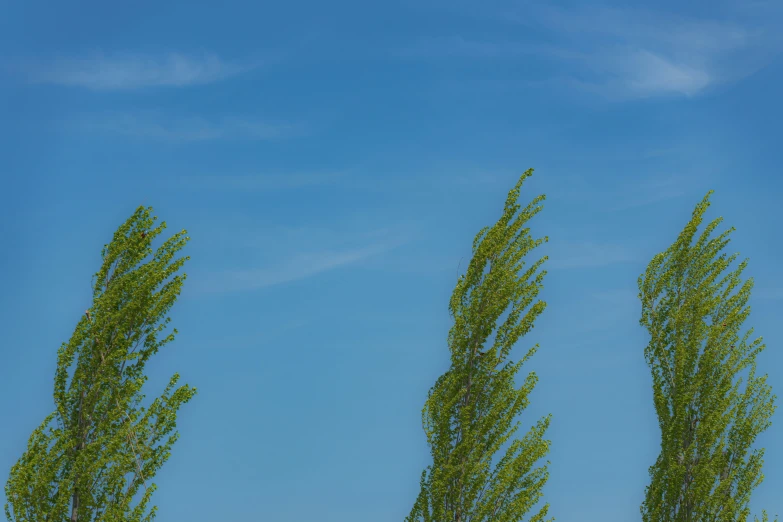 three green trees against the blue sky