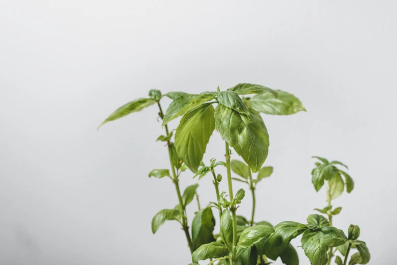 a green plant that is growing next to another plant