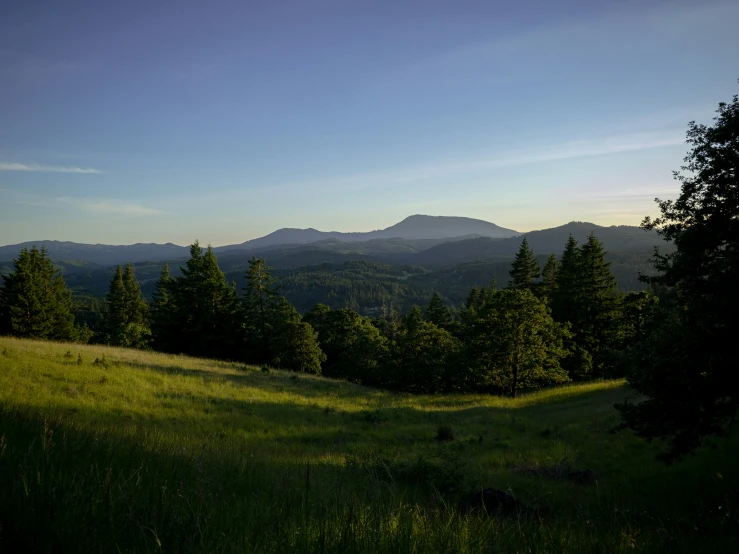 green grass on the ground and many trees in the background