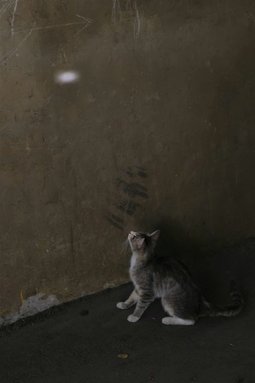 a kitten sits on the floor in front of a wall