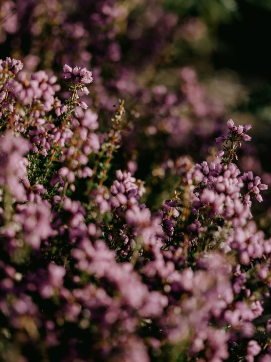 a cluster of purple flowers in a field