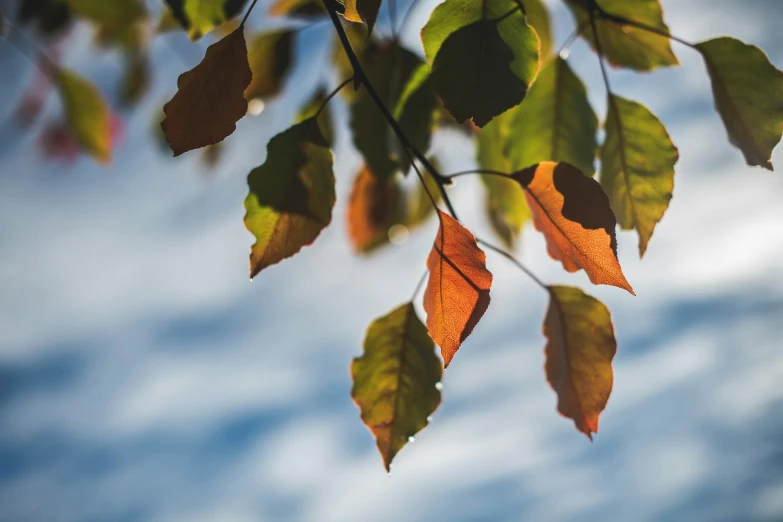 several autumn leaves hang from a tree nch