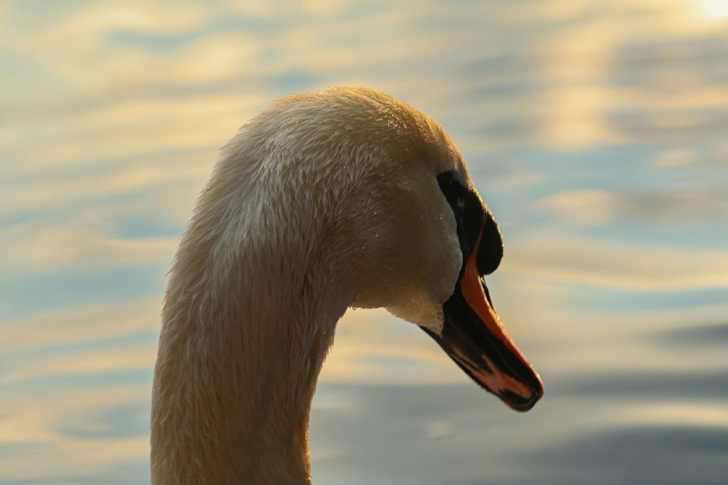 a bird that is standing in some water