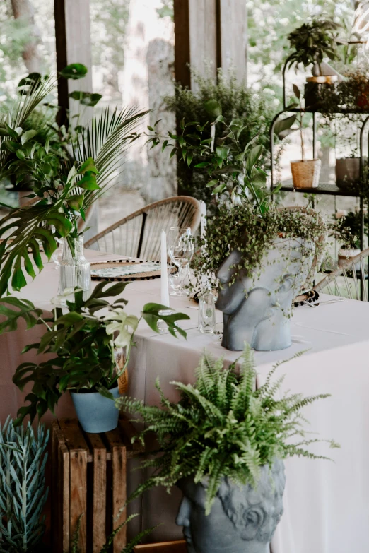 various plants in potted plants on display with chair