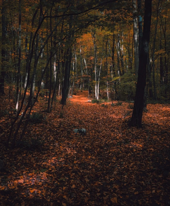 a pathway in the woods is surrounded by fall leaves