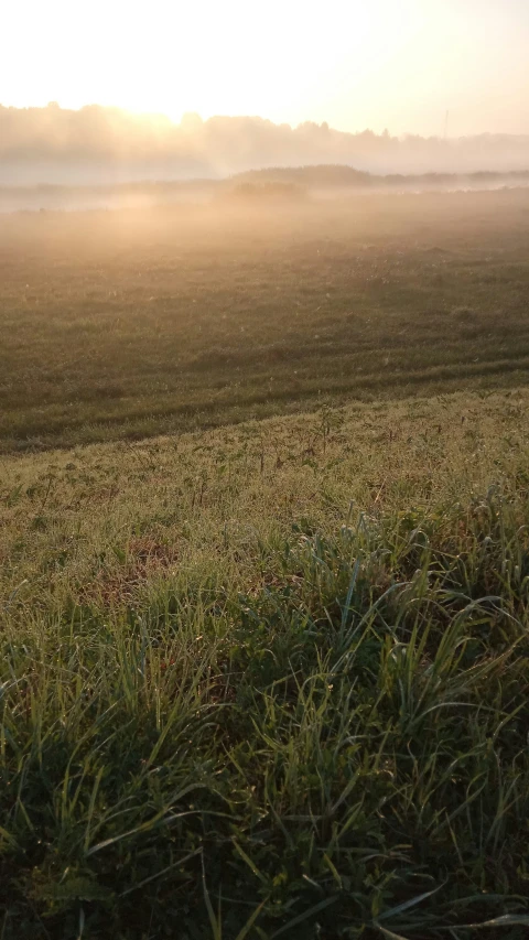 the horse is grazing in the field during the sun