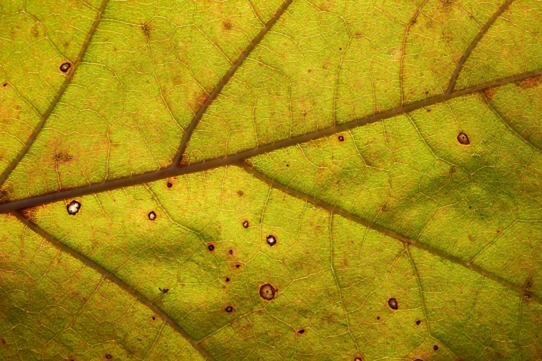 a green leaf showing all the small leaves on it