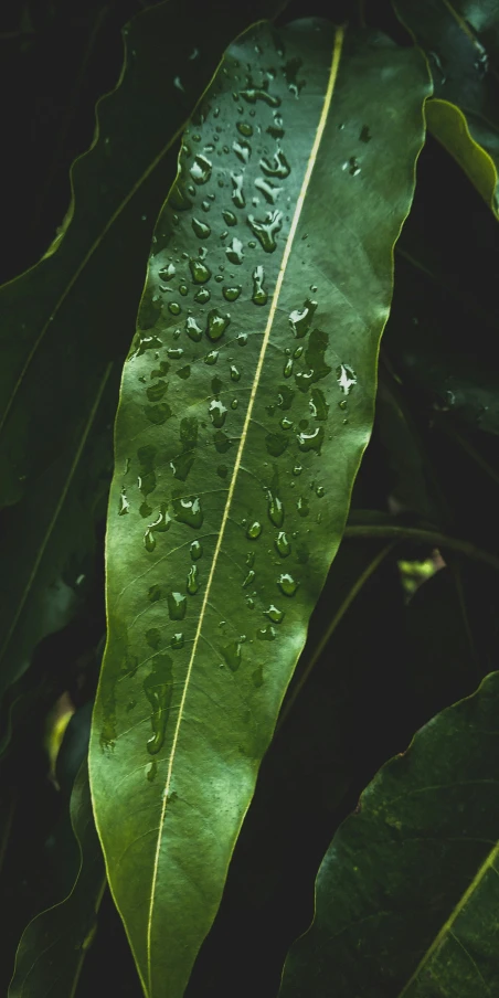 a rain soaked leaf sitting on top of a tree