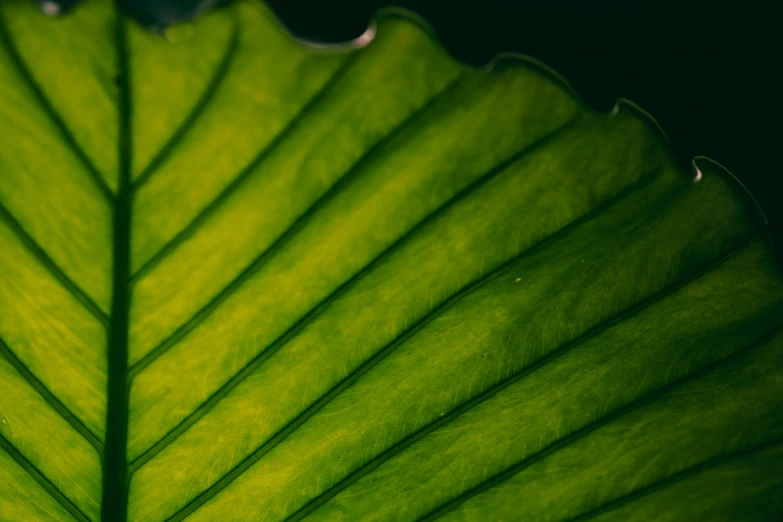 the green leaves are close up and the leaves glow