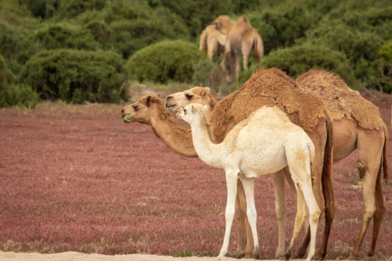 three camels standing in a grassy field eating grass