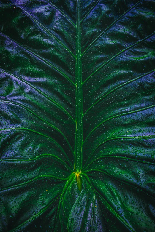 a large plant with lots of green leaves