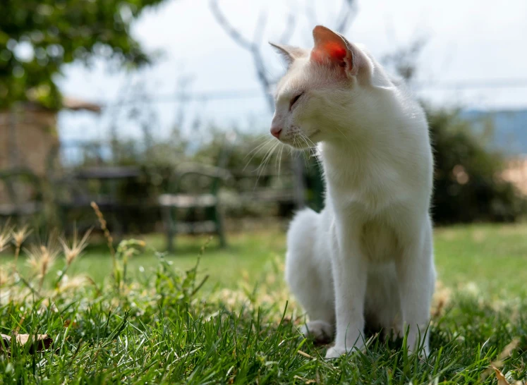 the white cat is sitting in the grass