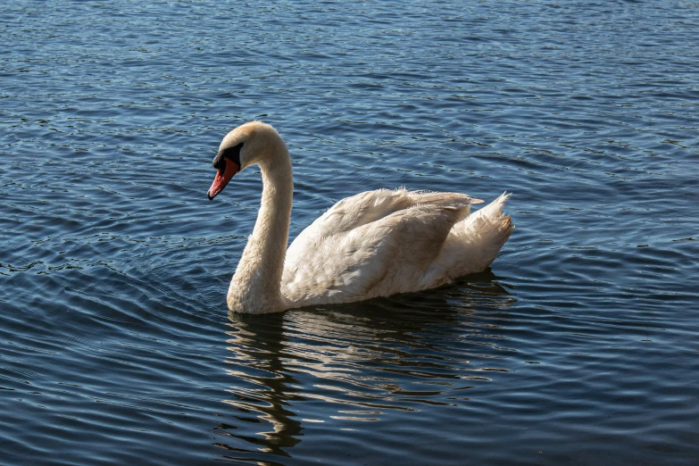 a white swan floating in a lake next to trees