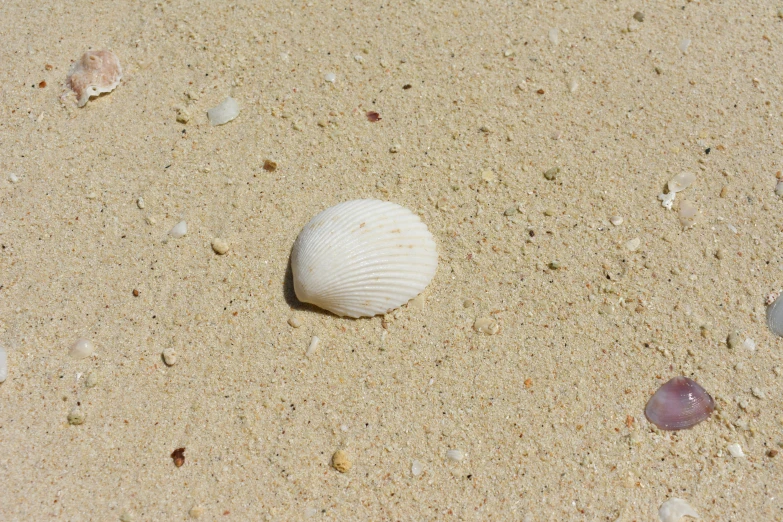 a white shell laying on top of the sand