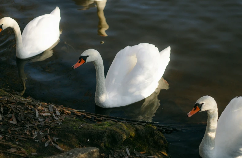a couple of white swans swimming on top of a pond