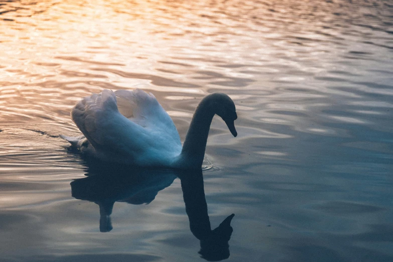 the swan is floating on its stomach in the lake