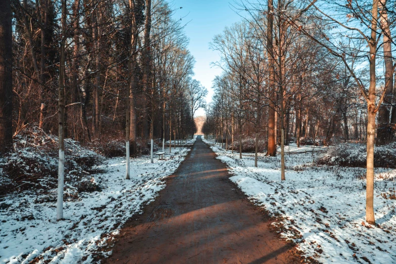 an empty road in the woods with trees on both sides