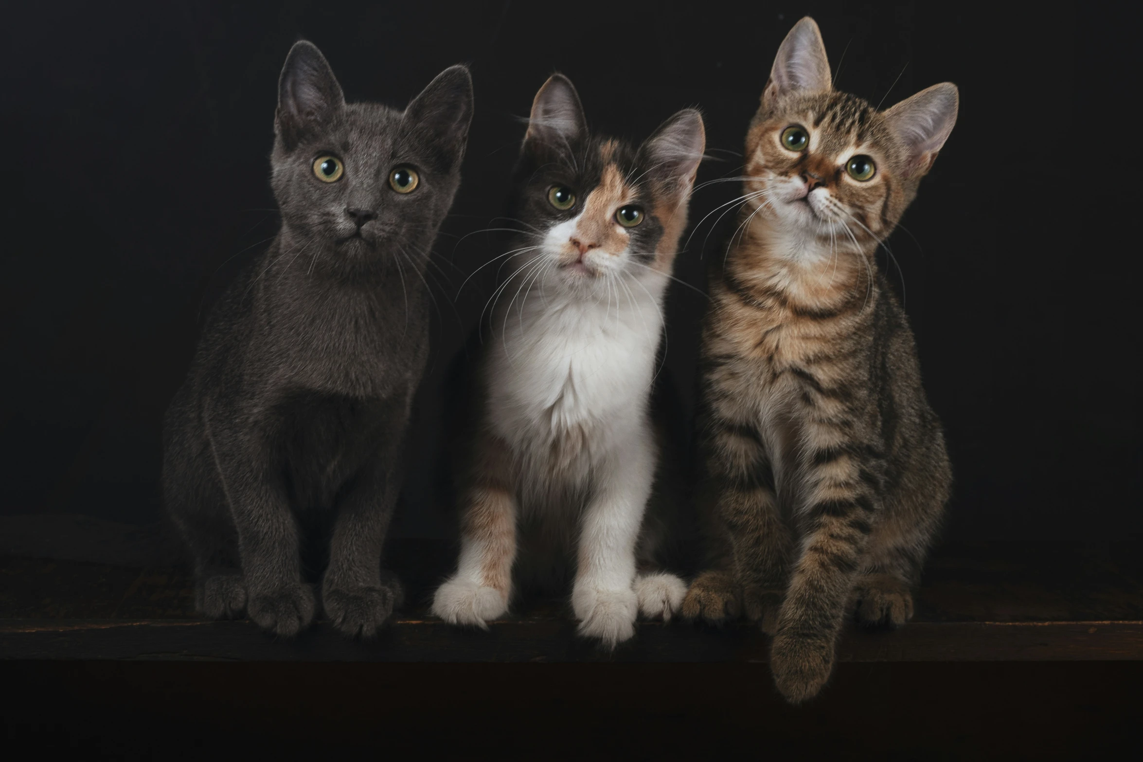 three kittens are sitting on a wooden shelf