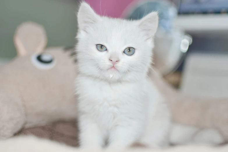 a little kitten sitting in front of a stuffed animal