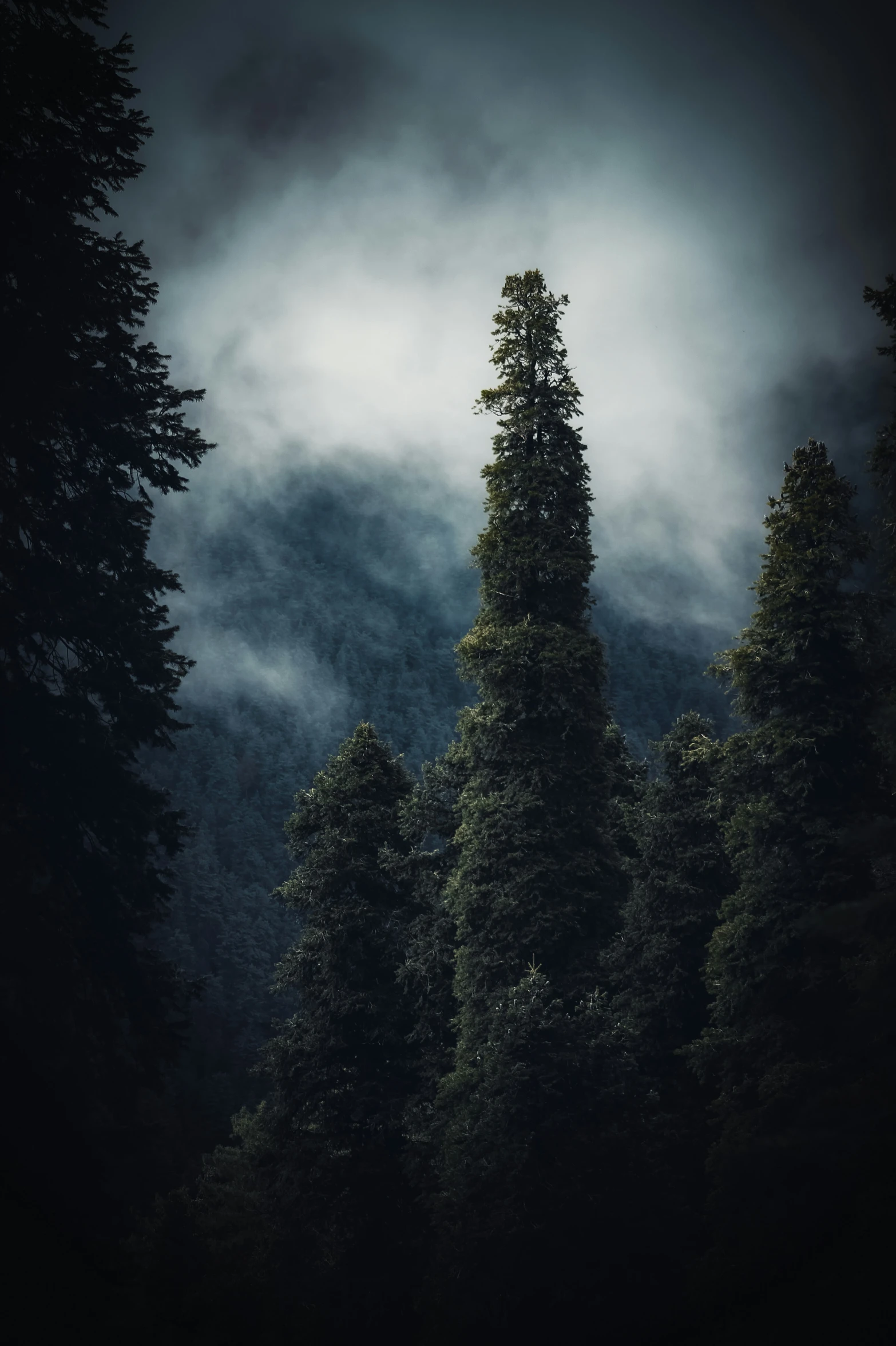 a forest with dark clouds in the sky