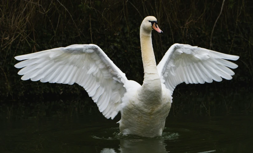 a close up of a bird in the water with wings stretched