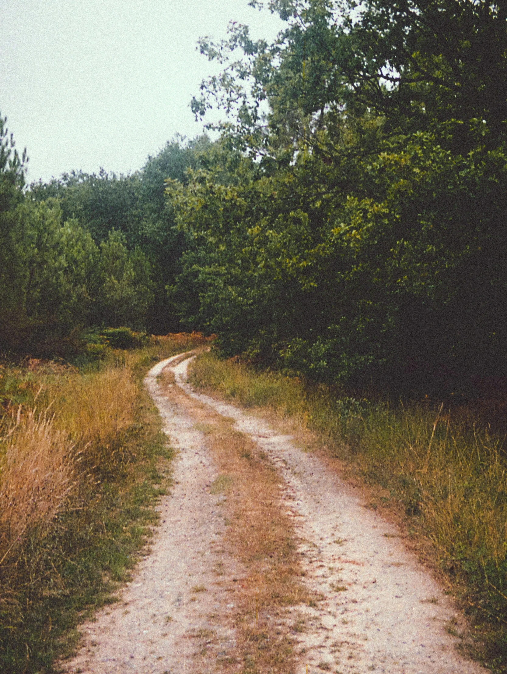 the dirt road is going through a very green forest