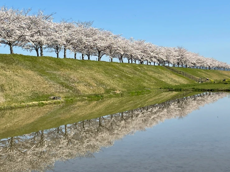 some water grass and trees with pink flowers