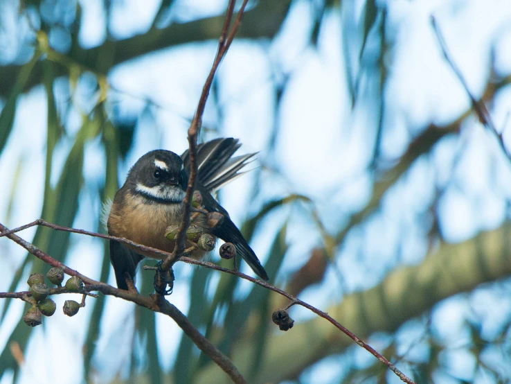 a bird that is sitting on a nch