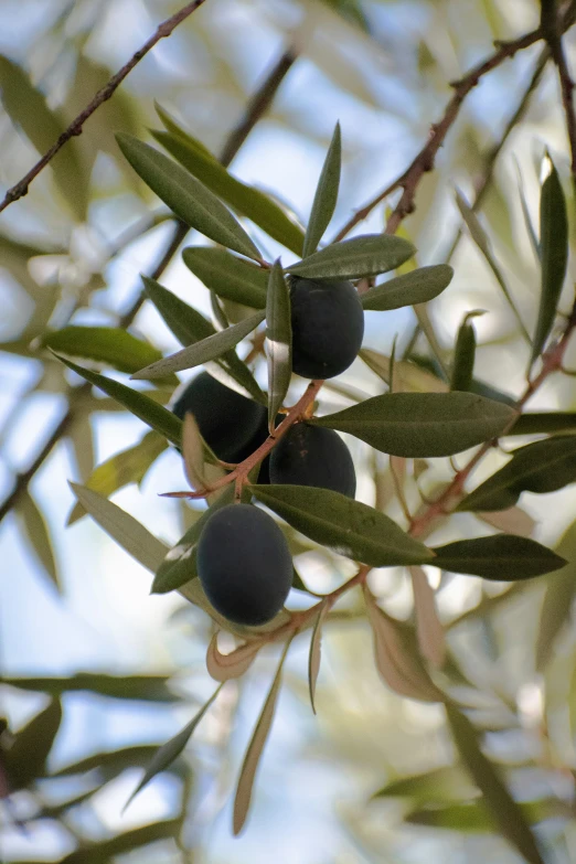 olives on an olive tree nch in a blurry po