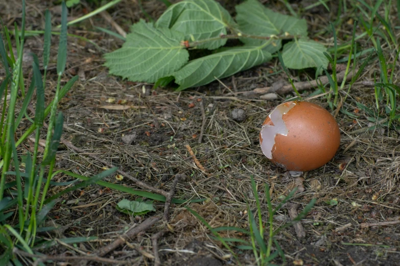 a brown mushroom in the grass near green leaves