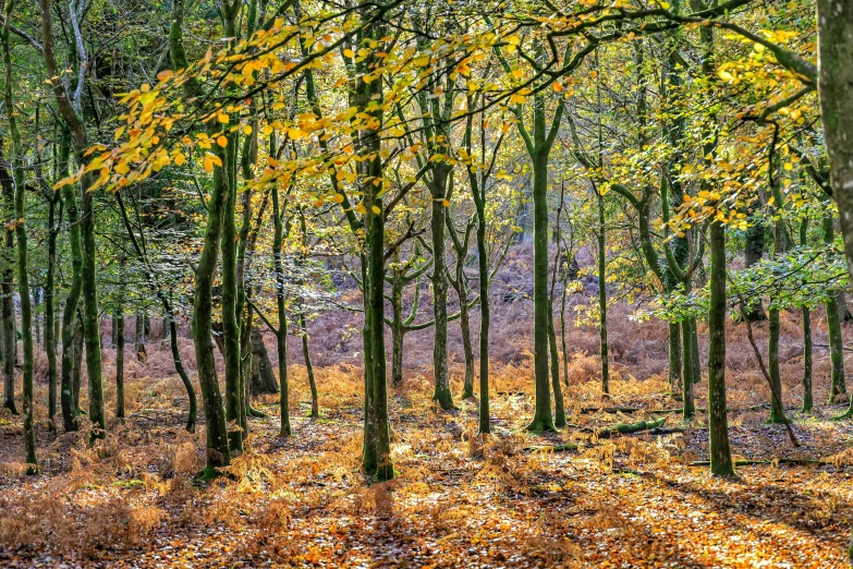 the grass and leaves on the ground in front of the trees