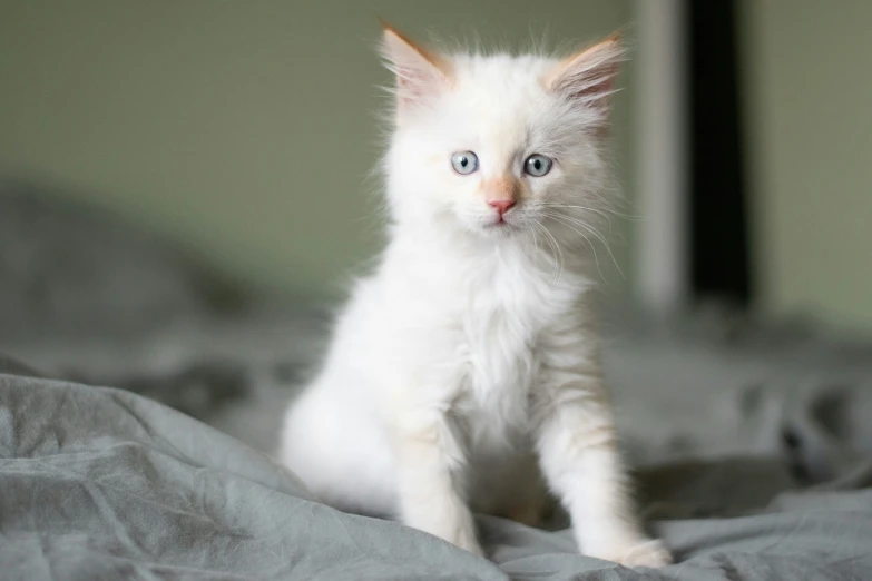 a white kitten sitting on a gray sheet looking up