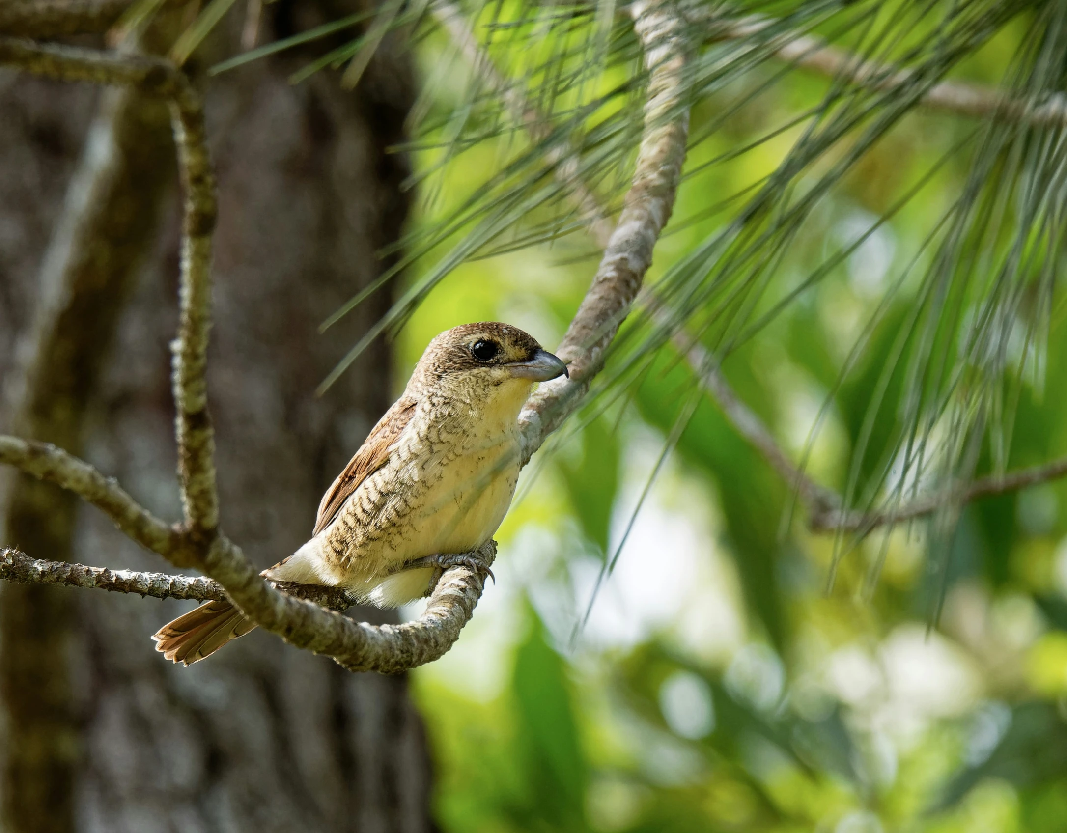 a small brown and white bird perched on a nch