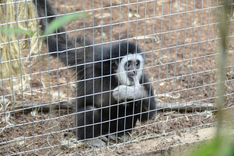 a small monkey inside a metal cage