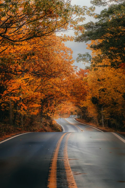 a scenic highway lined with orange trees in fall