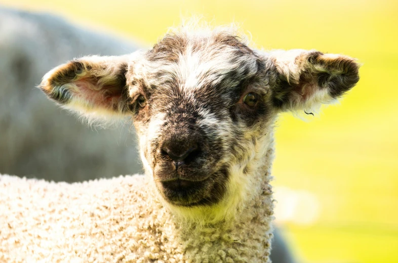 a sheep with white hair stares directly at the camera