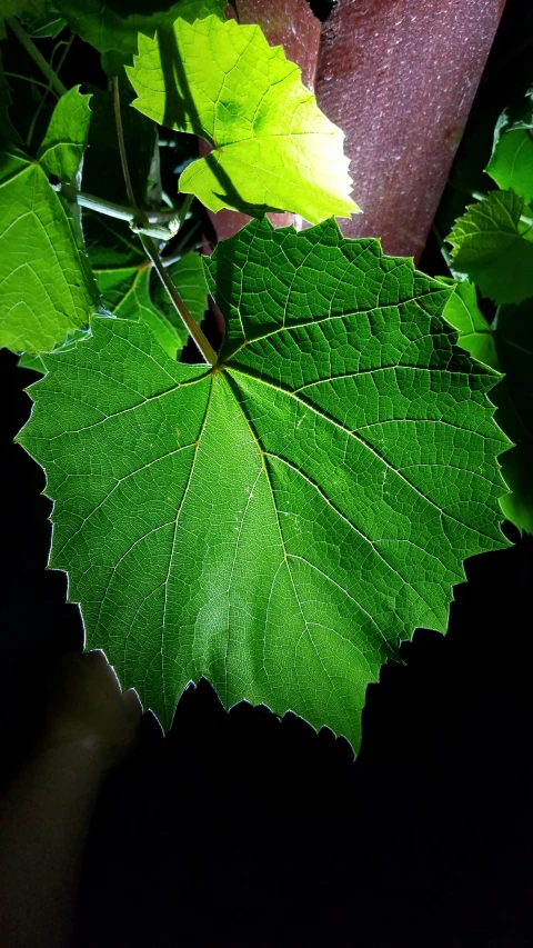 the green leaves are visible from the sun