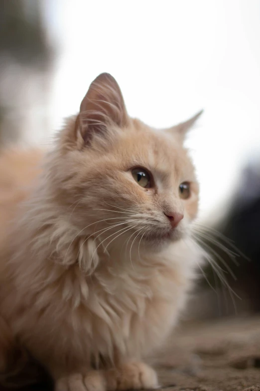 a light brown cat with a white muzzle