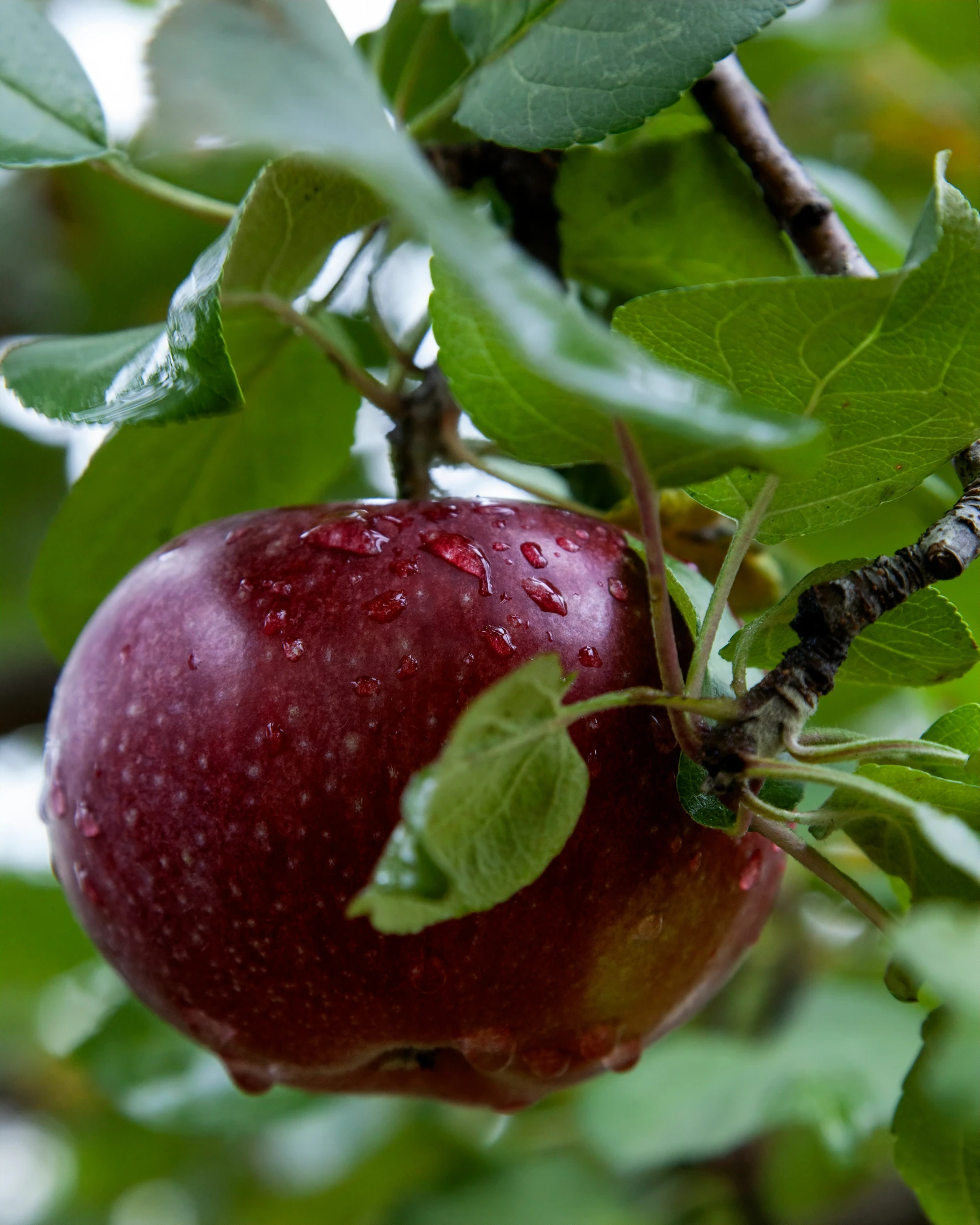 a apple hanging from a tree with lots of leaves