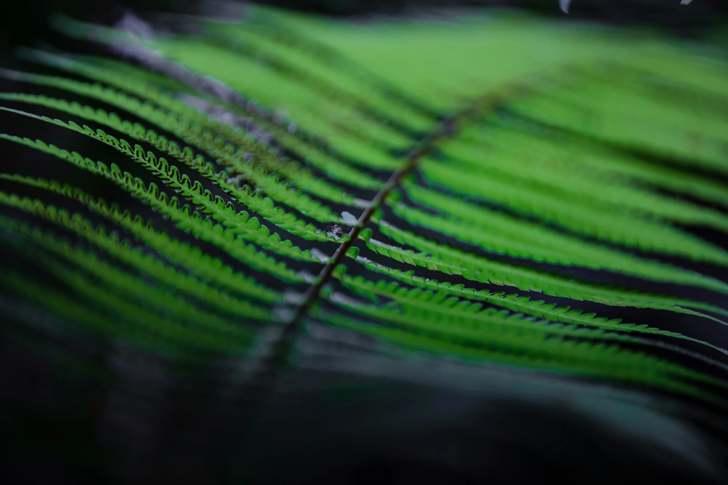 the underside of a plant in a blurry po