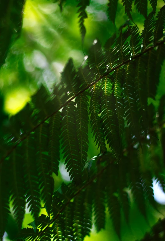 the top of a leafy tree nch with bright sunlight coming through it