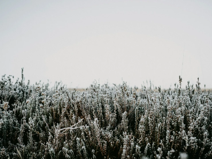 a field full of snow covered grass