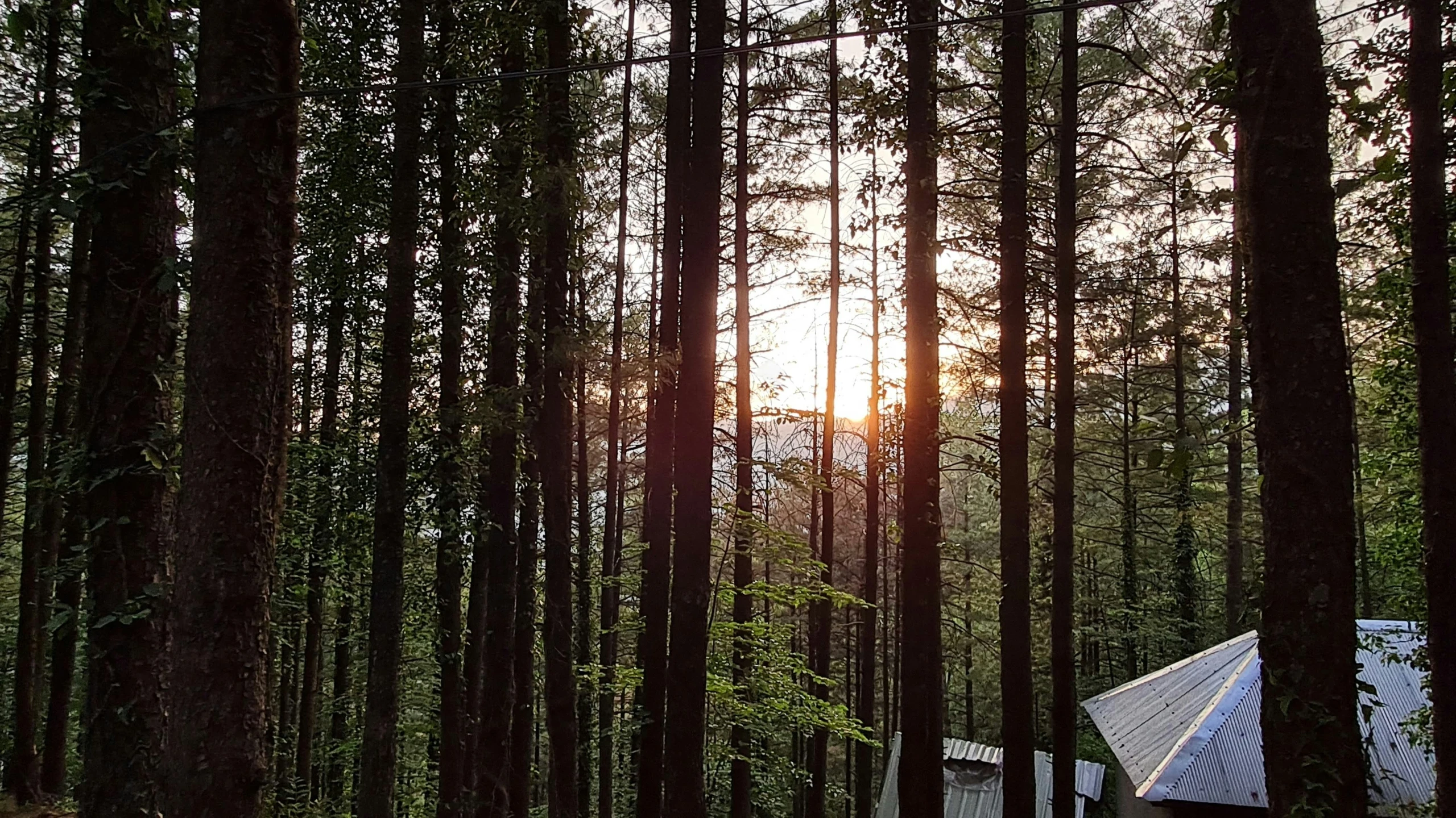 the sun is setting through some tall trees