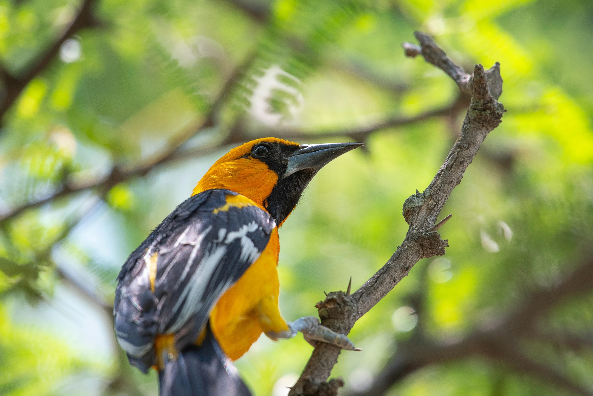 a bird is sitting on a nch in a tree