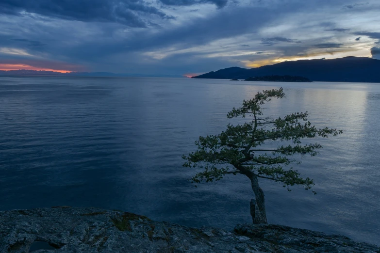 the sun shines brightly on the water behind a lonely tree