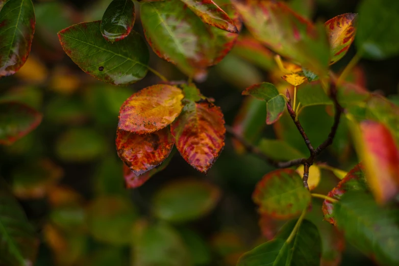 leaves and flowers are in the foreground, with a dark green background