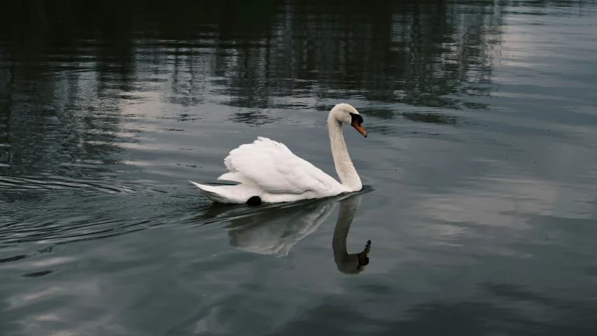 a swan is floating on a body of water